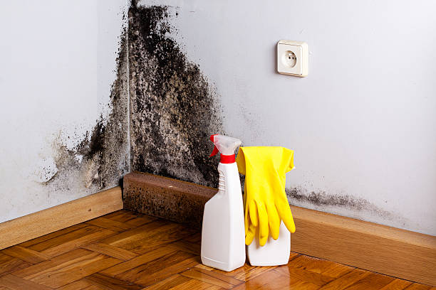 Best Mold Remediation for Specific Building Types in Fort Polk South, LA